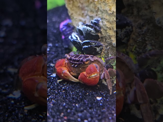 Beautiful Little Red Claw Crab! 🦀