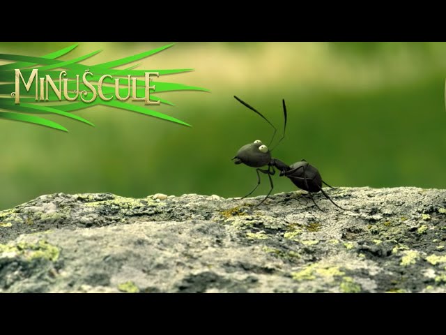 Minuscule Valley of the Lost Ants - The Sugar Box (Excerpt)