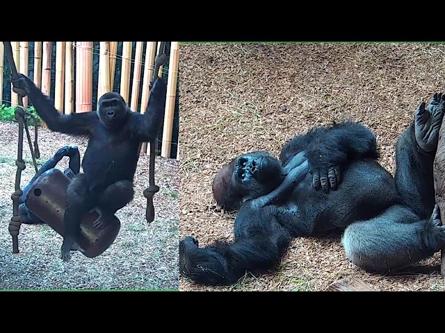 Toronto Zoo Gorillas: Playful Antics & Updates (Episode 1)