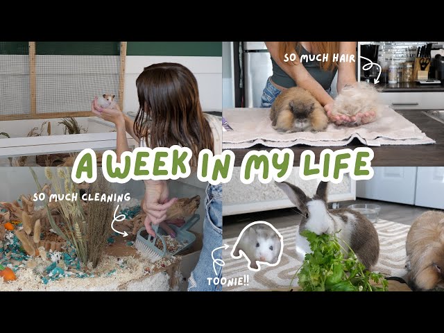 A Week in my Life | Victoria Raechel (2024)