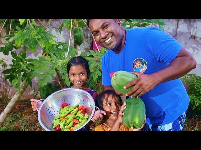 Picking Peppers And Paw Paw From Our Home Garden