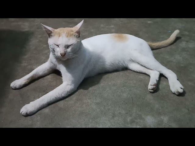 জ্যাকি বসে আছে বিড়াল। my cat Jacky  Cat funny video!