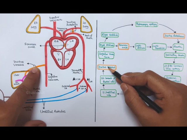 Fetal ( foetal ) Circulation - Diagram & flowchart - Easy notes #fetalcirculation #fetus #anatomy