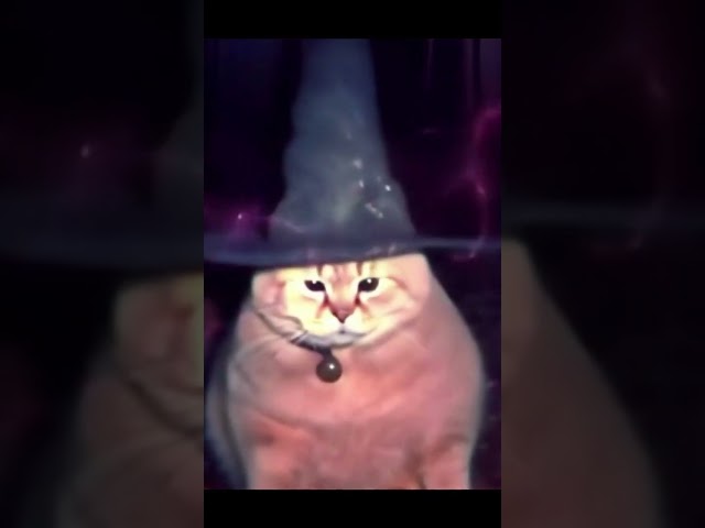 ASMR WIZARD CAT POWERS