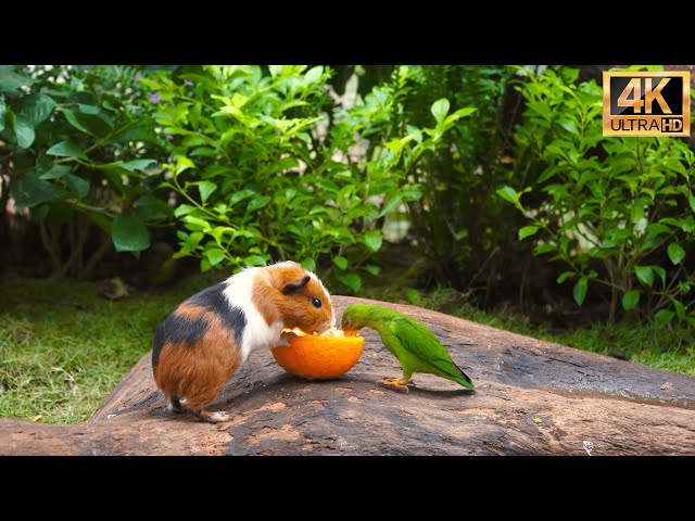 (No Ad Interruptions) Cat TV for Cats to Watch😺 Cute Little Birds with Squirrel-mania🐿️10 Hrs 4K HDR