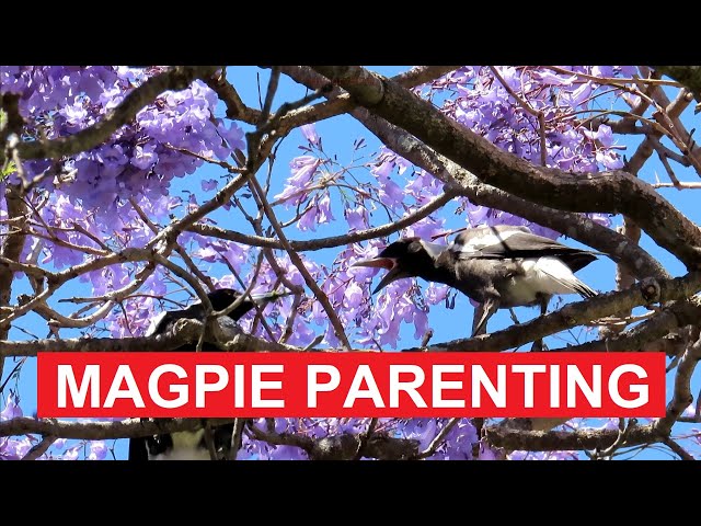 Magpie Parenting Feeding & Preening Among Jacaranda Blossoms