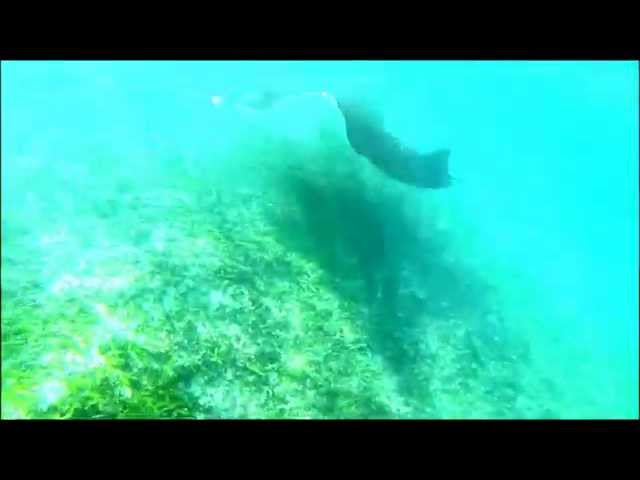 The Mantas of Palau