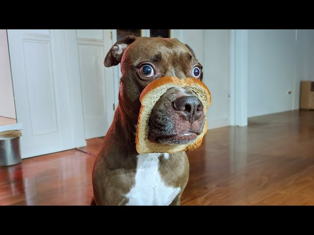 Funny Dog Videos That Will Make You Laugh Out Loud🤣🐶 NEW Funny Dog Videos