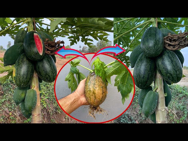 Grafting papaya with watermelon get a lot of jackfruit and watermelon fruit