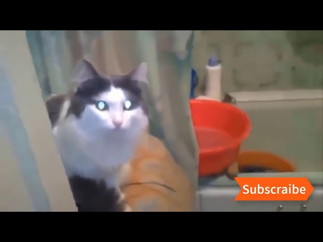 funny cat videos try not to laugh, Ultimate Funny Cats Compilation