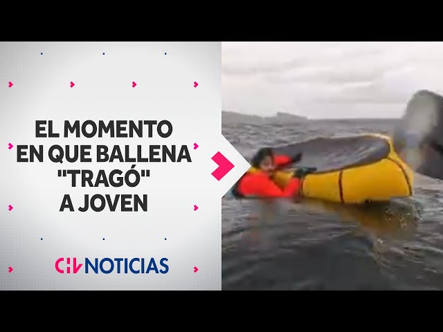 The moment the whale "swallowed" a young man in Punta Arenas | VIDEO