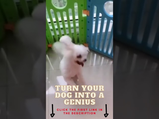 Funny Dog Dancing #shorts