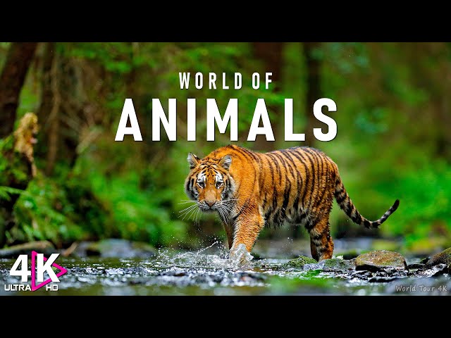 Animals Of The World 4K - Scenic Wildlife Film With Calming Music