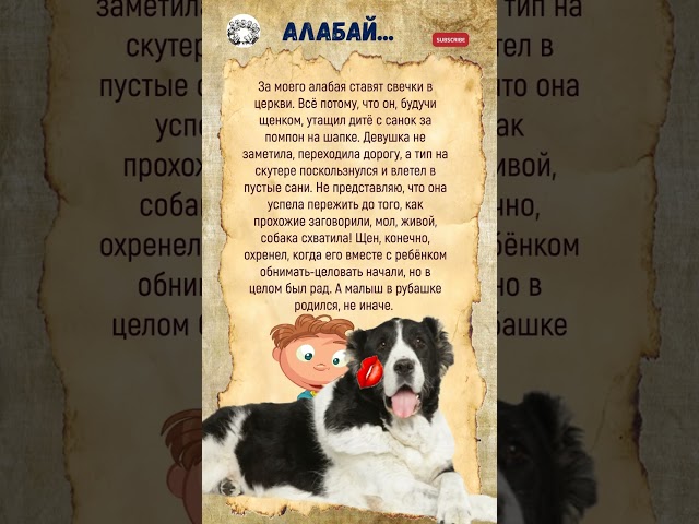 Алабай #ещенезадорнов #истории #юмор #историиизжизни #изжизни