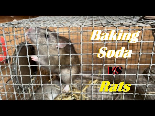 Baking Soda vs Rats - Part 2 - 6 Month UPDATE! #ratcontrol #farmlife #pestcontrol