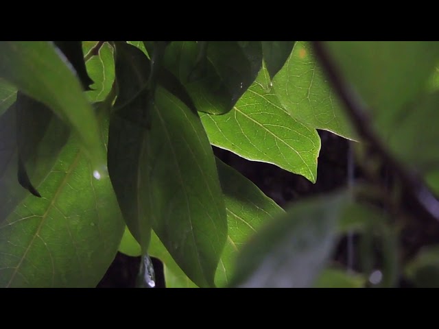 Rain and Leaves