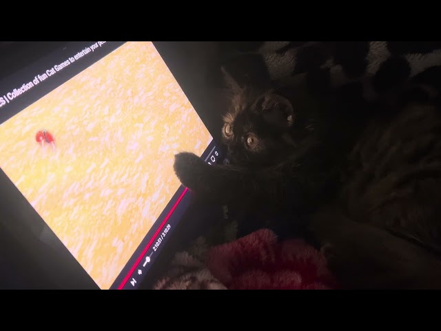 Nyxie’s Mini Theatre – Cutest Persian Kitten Watches Cat Videos on ipad