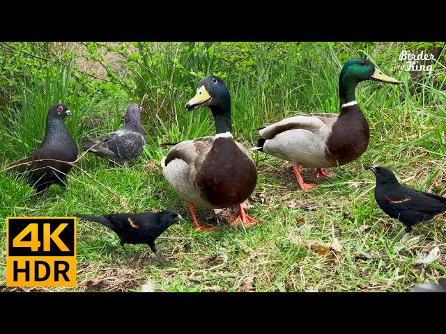 Cat TV for Cats to Watch 😺❤️All birds enjoy a good day.  Sparrows, pigeons, ducks 🐦 8 Hours(4K HDR)