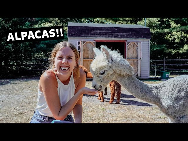 TINY HOME on an ALPACA FARM | full tour