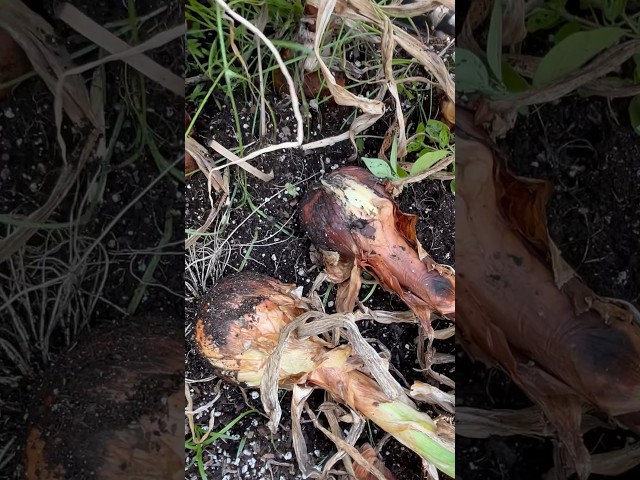 Sweet Onions From Onion Sets #farmlife #gardening #homesteading #growyourownfood