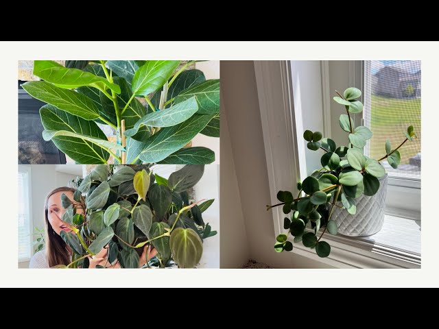 Houseplants that give joy, peace and contentment | easy care houseplants