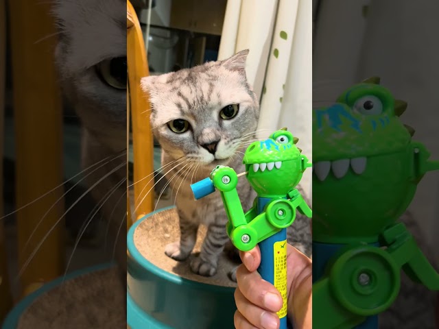 Cat vs. Toy Robot: Hilarious Candy Heist Fails!