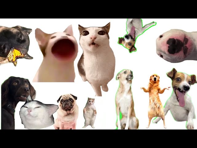 👻360 VR Cat Memes VS  Best Dog, Memes