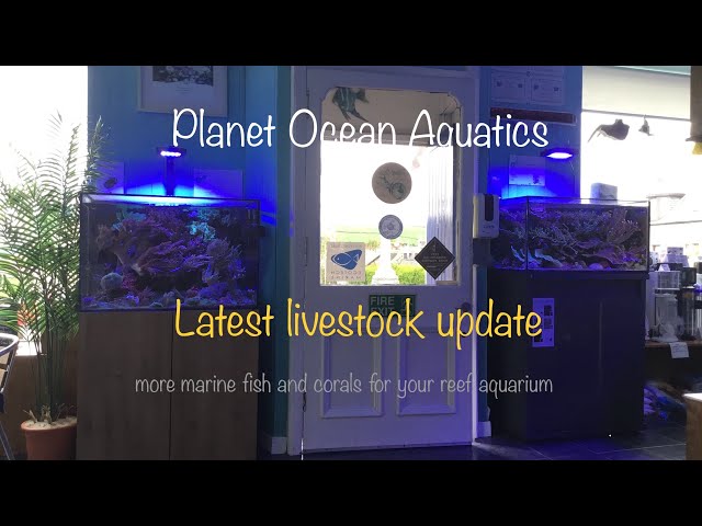 more marine fish and corals for your reef aquarium