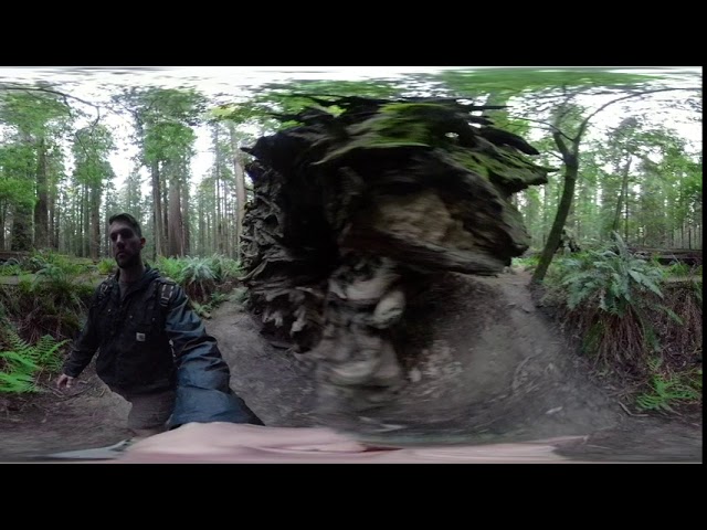 Check out the massive roots system of a giant redwood in 360