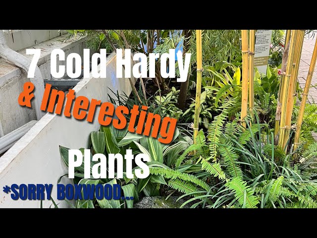 7 Unique Cold Hardy Plants That Look Great All Year | The Barefooted Gardener