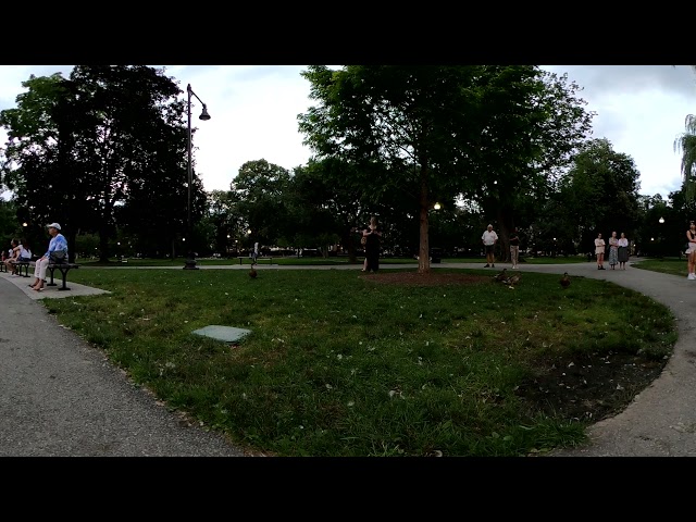 Waterfowl at Boston Common