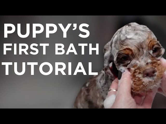 Cocker Spaniel Puppy's First Bath | Jess Rona Grooming