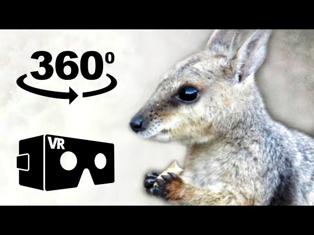 VR 360° video Kangaroos & Emus Australian Animals