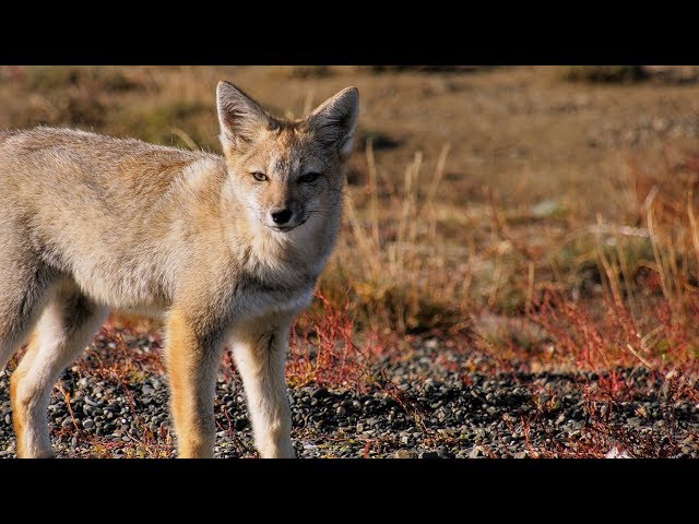 Río Grande Argentina Fly Fishing *TRAILER* by Todd Moen