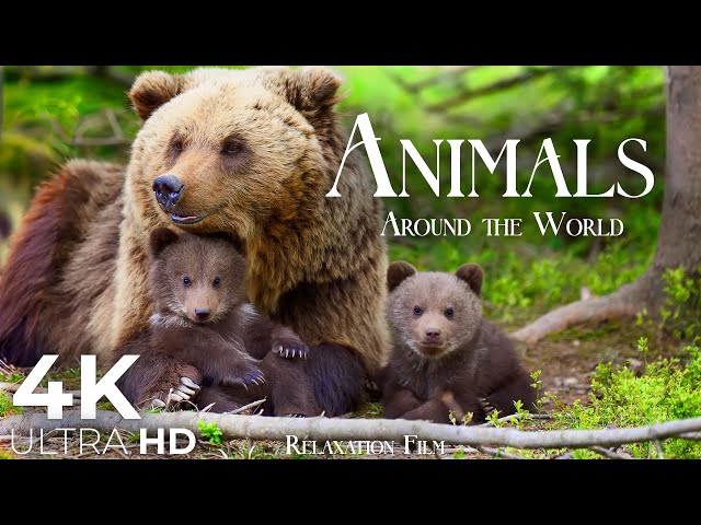 Wildlife Bonds 4K - Baby Animals and Mothers in Relaxation Film | Video Ultra HD