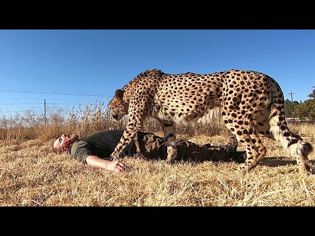 Do Cheetahs Eat Carrion? Man Plays Dead Inside Big Cat Enclosure To Test Predator Theory