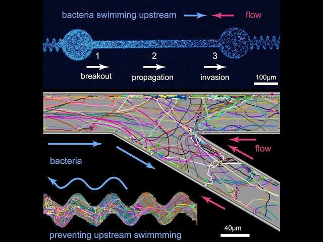 Arnold Mathijssen: Research Talk - Bacterial upstream swimming in complex fluids