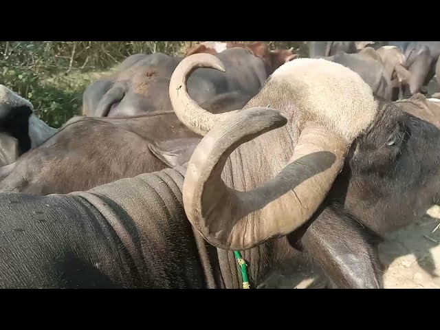 Buffalo life of village | buffalo with buffalo babies