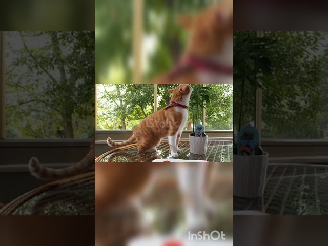 A ginger cat eating some leaves of a plant