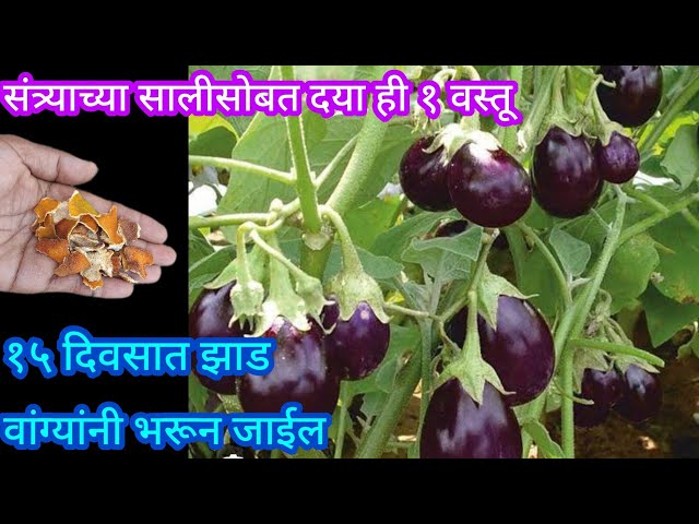 या २ वस्तूंच्या वापराने झाड वांग्यांनी भरून जाईल||Organic fertilizer||#spkitchengardening