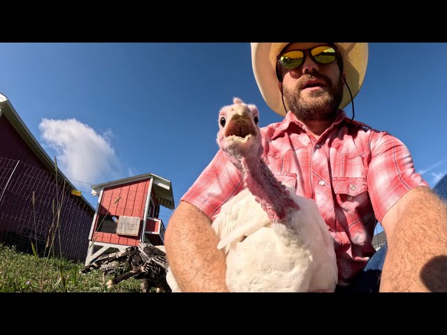 How We Run our Pasture Raised Non-GMO Heritage Turkeys