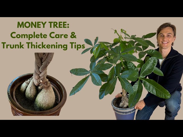 Money Tree: How to Grow, Trunk Thickening Techniques, & Braiding Tips (Pachira aquatica, P. glabra)