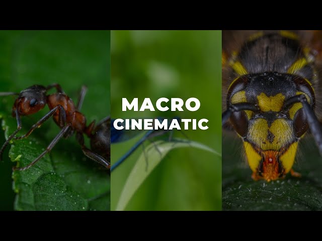 Macro Cinematic nature's hidden details 🔍