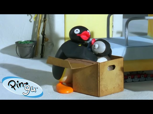 Pingu in a Box! 🐧 | Pingu - Official Channel | Cartoons For Kids