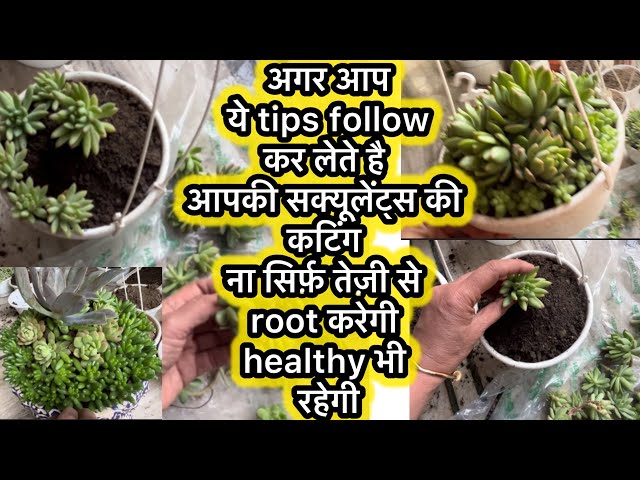 How to Plant Succulent Cuttings in a Basket | Unique Tips for Success