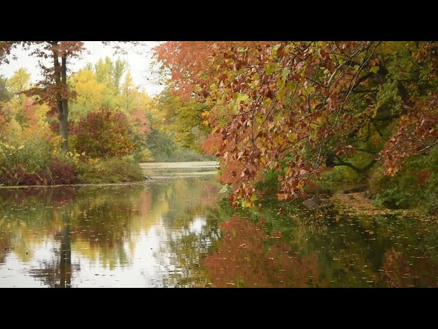 Riverside Ambience: No Music, ASMR Autumn Leaves, Chilly Winds, Birds, Leaves Crunching