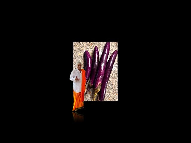 A simple but nutritious meal made from brinjal, January 29, 2025 - Poonambala Swamiji