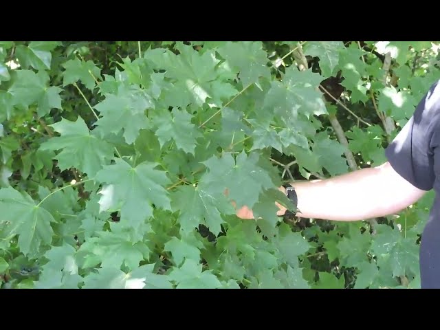 Plant Speed Dating - Bigleaf Maple (Acer macrophyllum)