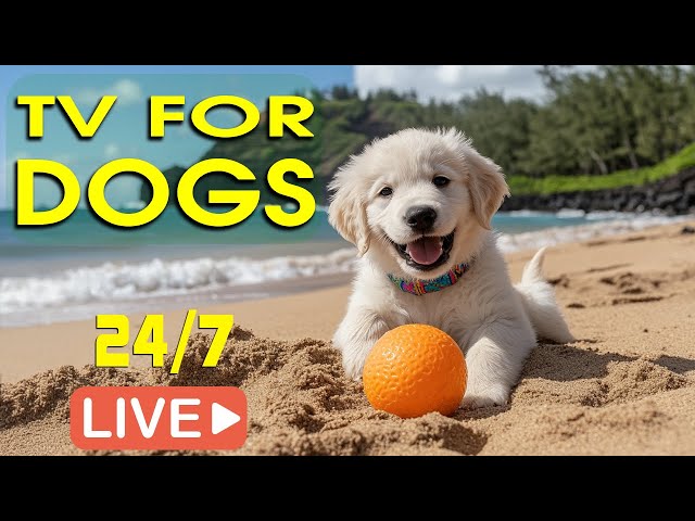 🔴[LIVE] TV For Dogs 🐕Calming Music for Dogs🌳Keep your dog busy while you are away or watch together