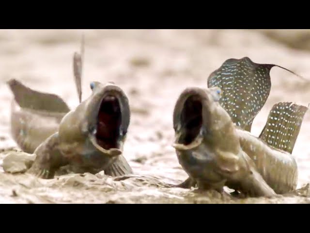 Top 5 Animal Adaptations | BBC Earth